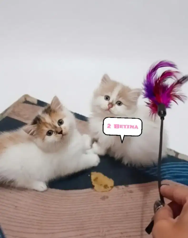 Munchkin Calico Betina