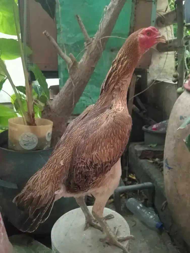 Ayam Betina Mangon Silangan Bangkok postur besar