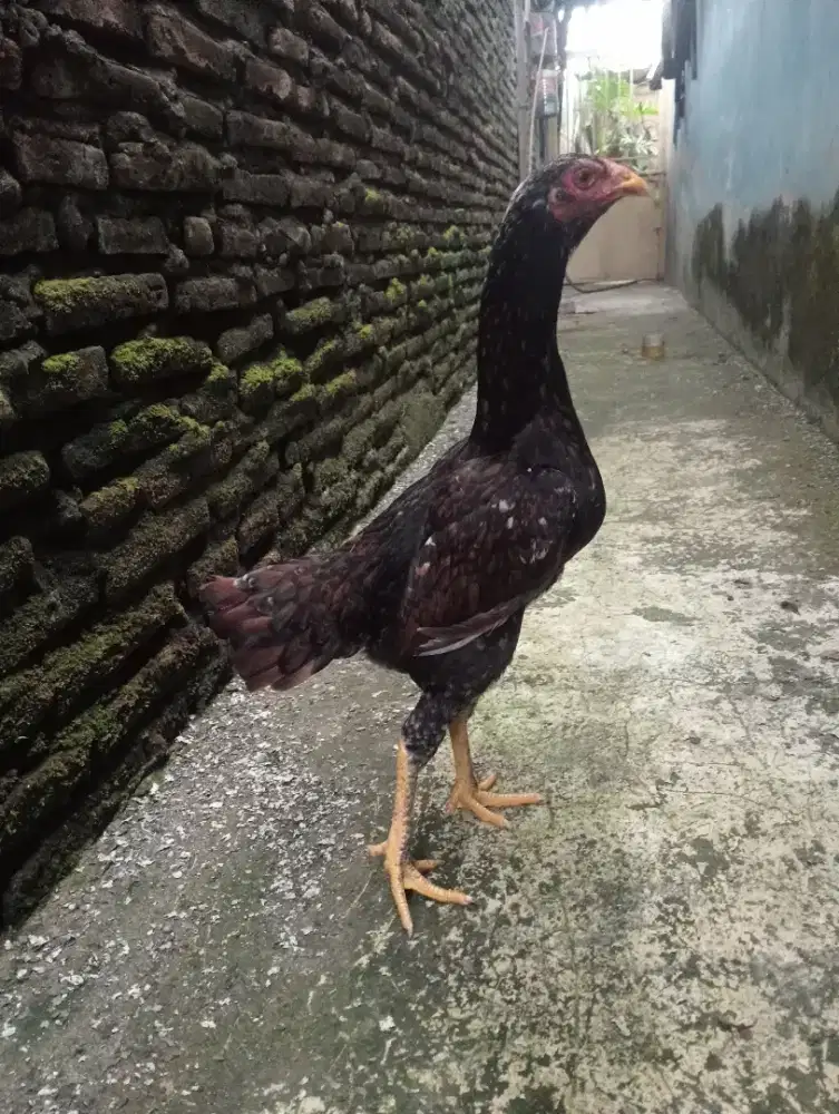 Ayam betina Mangon silangan.bamgkok