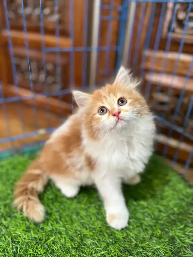 Kitten persia betina