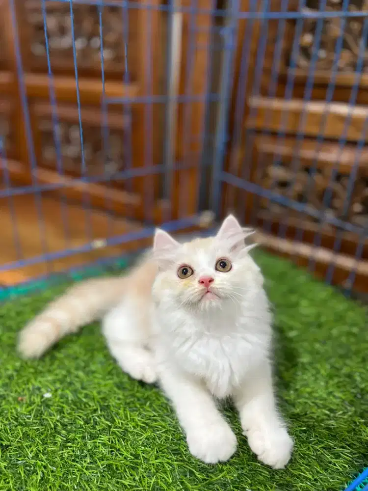 Ready kitten Persia