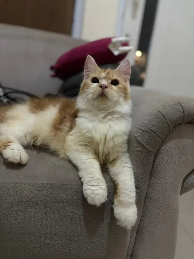 mainecoon jantan red white