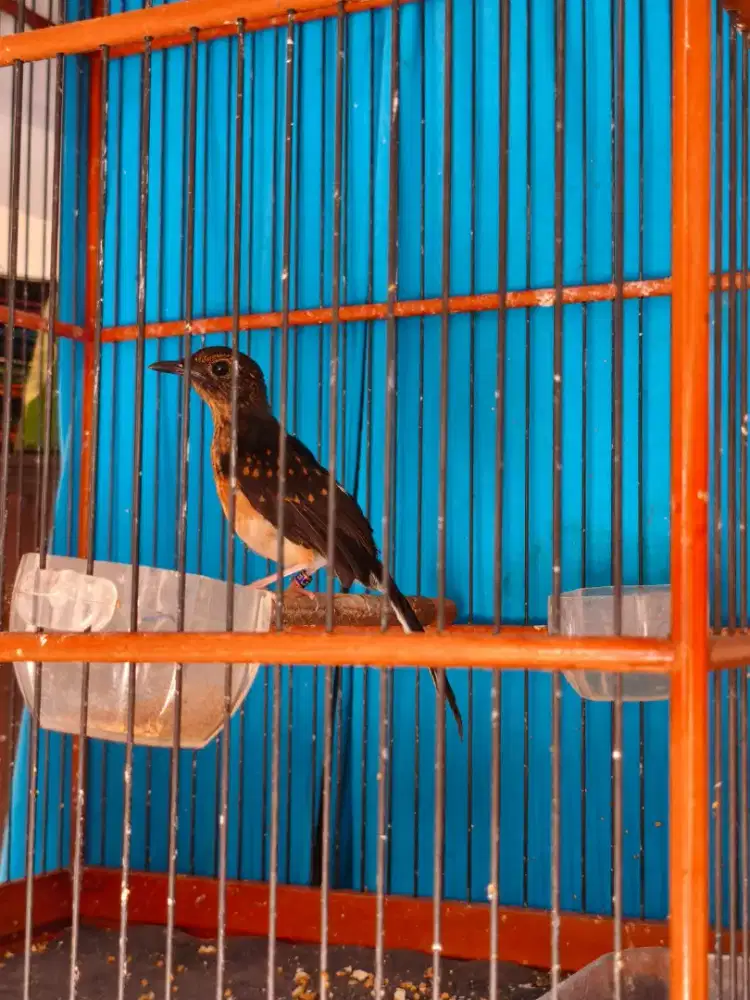 Murai Batu Jantan Trotol