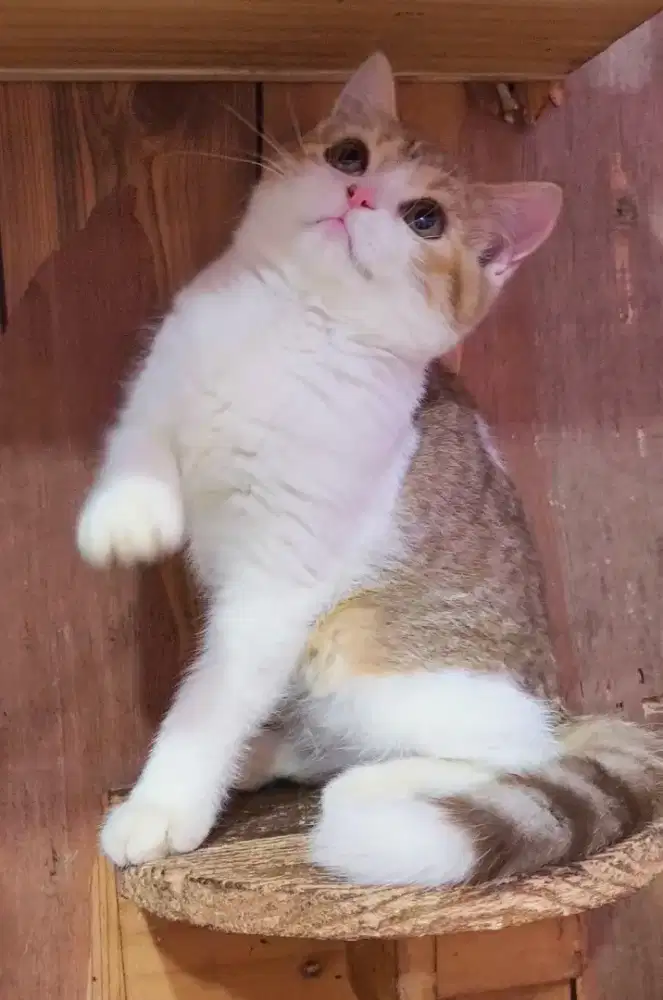 Kucing kitten british shorthair golden tabby bico