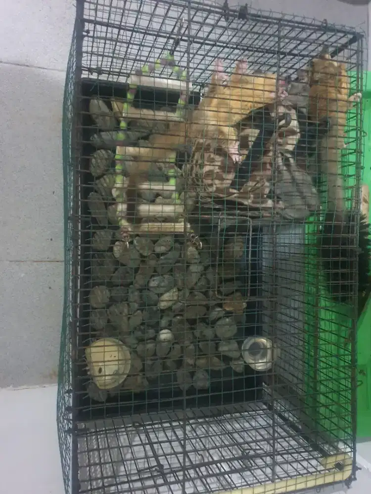Sugar Glider produksi