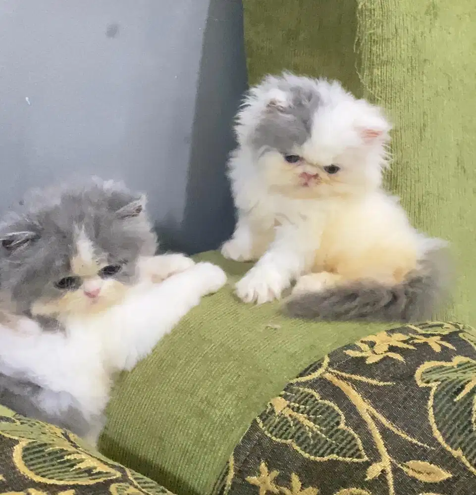 KITTEN PEAKNOSE LONGHAIR BULU KAPAS