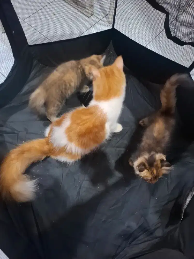 Jual kucing kitten dan indukan persia dekat binus  jakarta barat