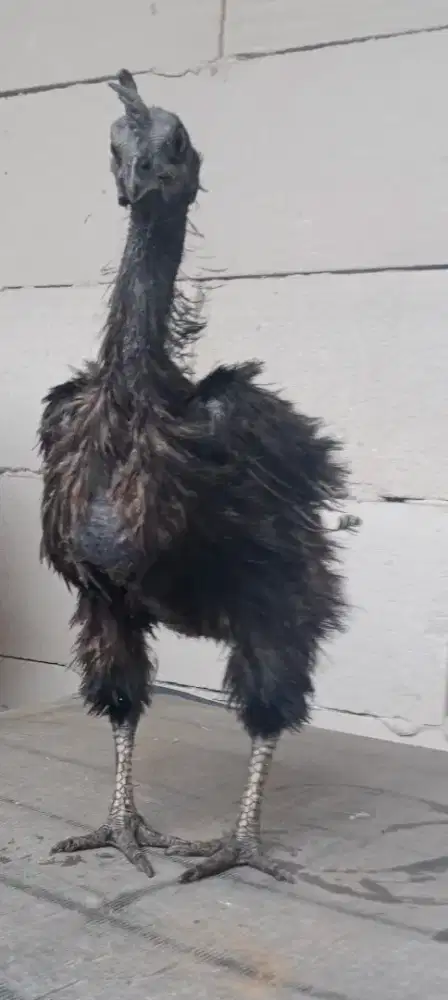 Ayam Cemani Betina Kwalik