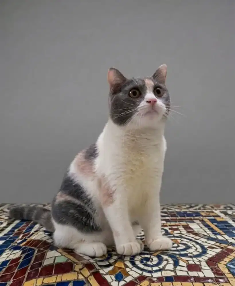 BSH Calico Dilute Female