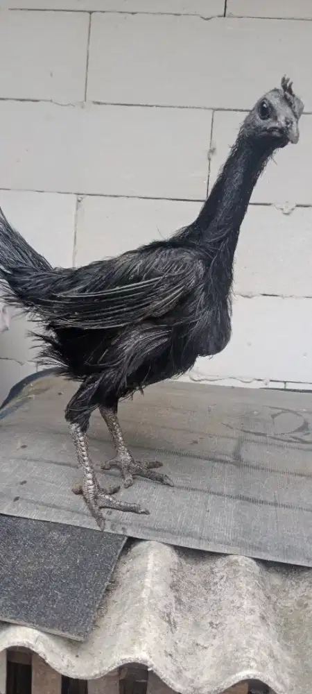 Ayam Cemani Betina Rajek Wesi