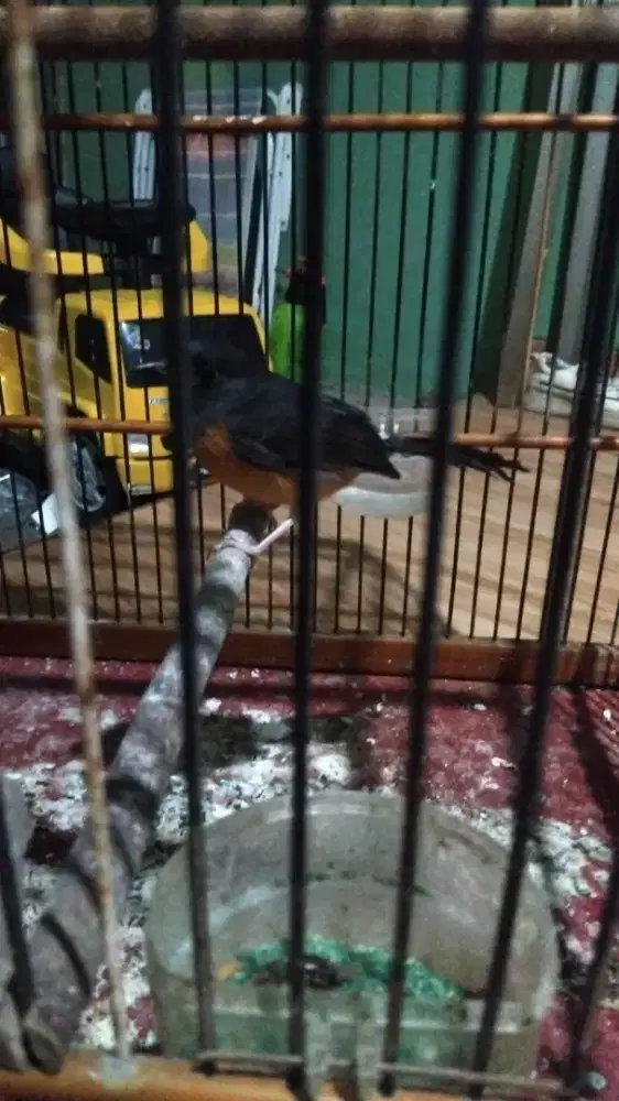 Murai betina hutan siap ternak