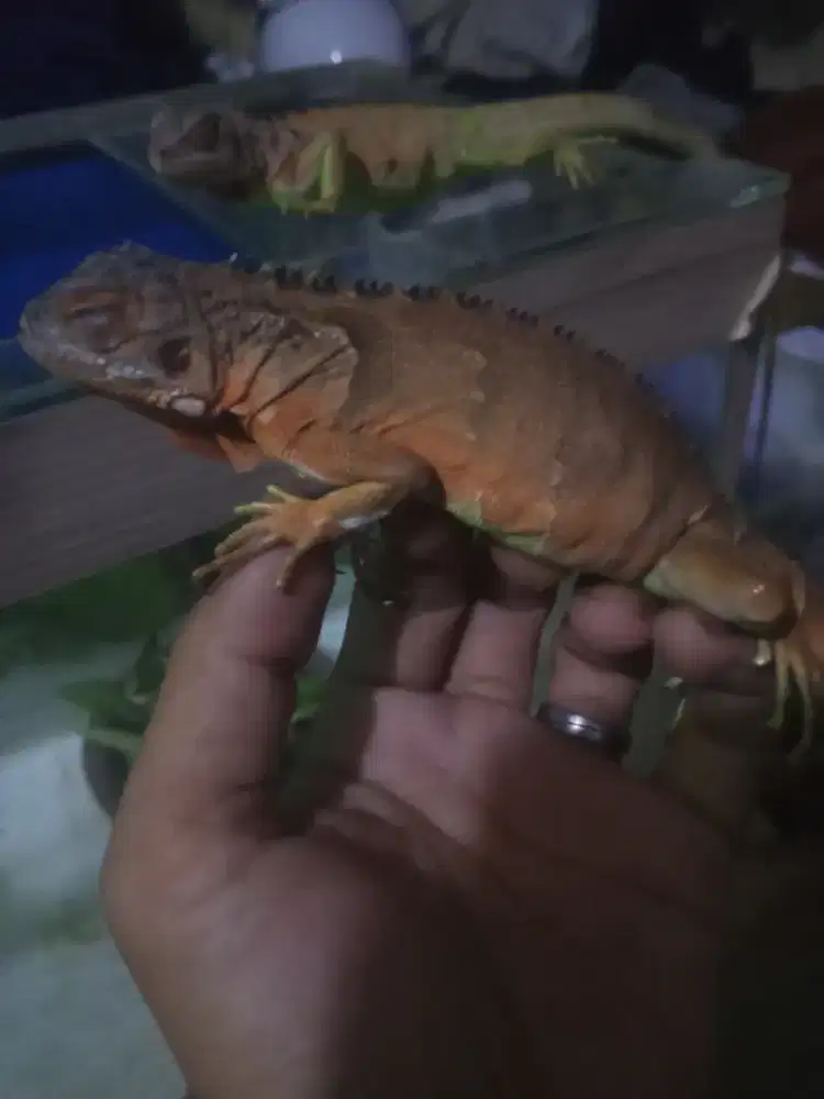 Iguana Super Red