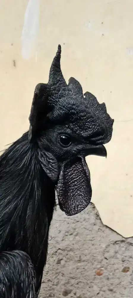Ayam Cemani Jantan Rajek Wesi