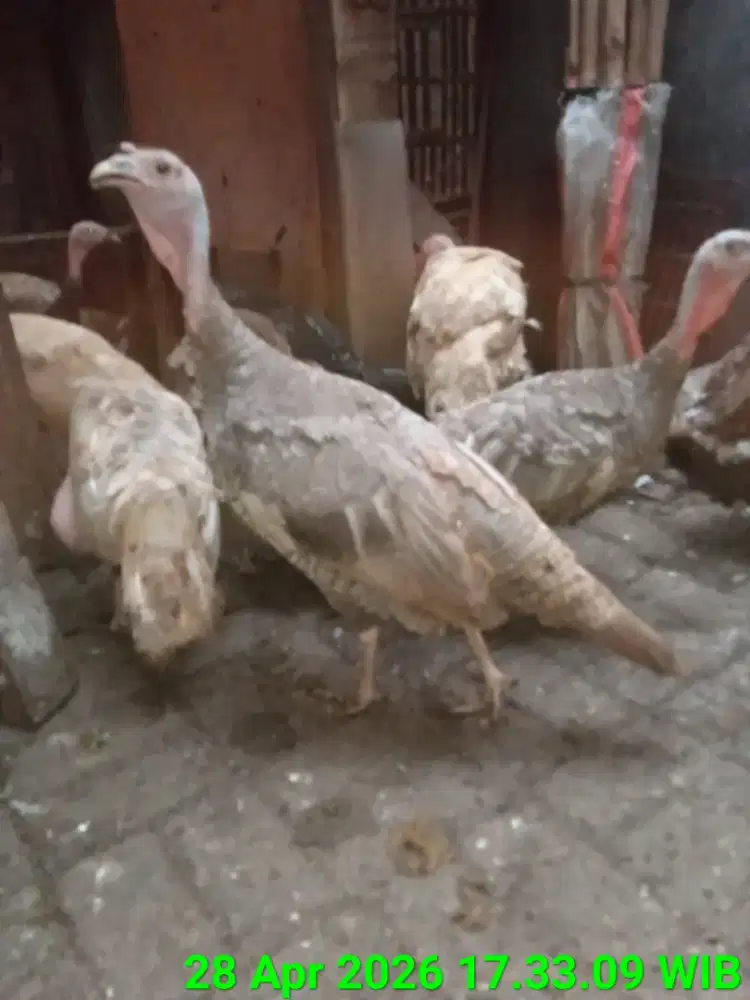 Kalkun Induk tanpa Kandang