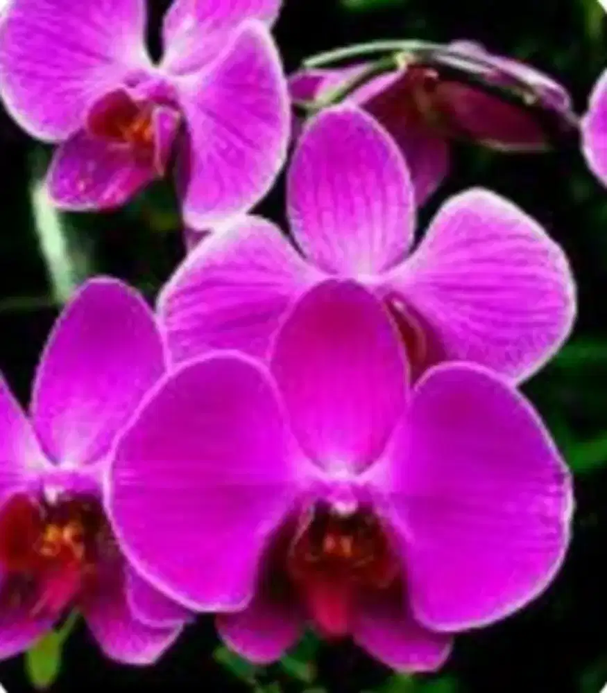 cari loker beberes rumah atau apartemen (PP)