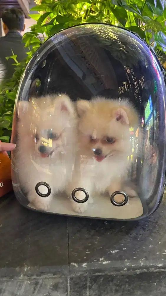 Minipom Male Jantan Stambum Vaksin