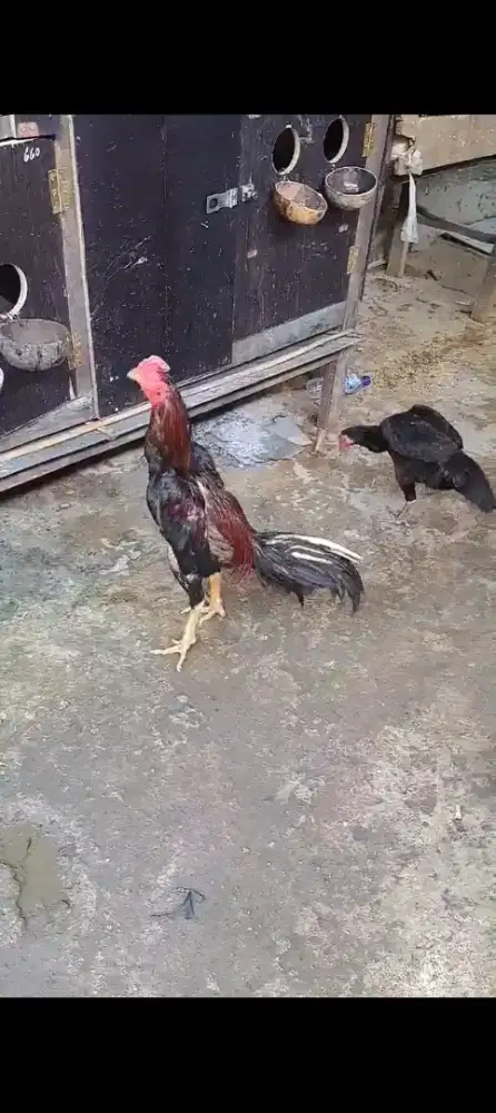 Ayam Bangkok Pacekan