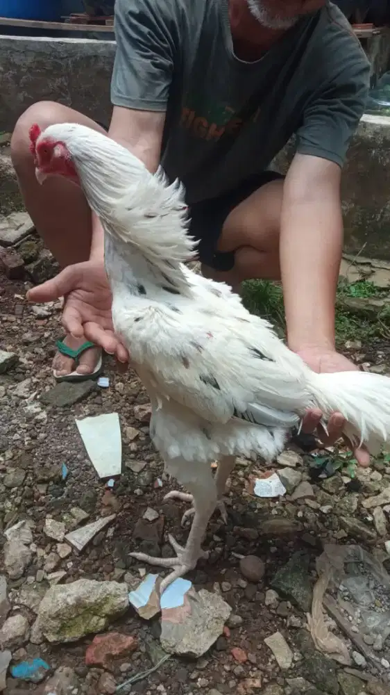 Ayam  bangkok  usia   9  bulan