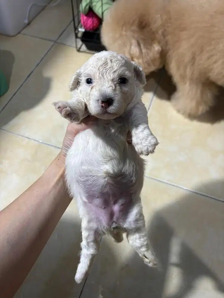 OPEN ADOPSI ANAKAN TOY POODLE