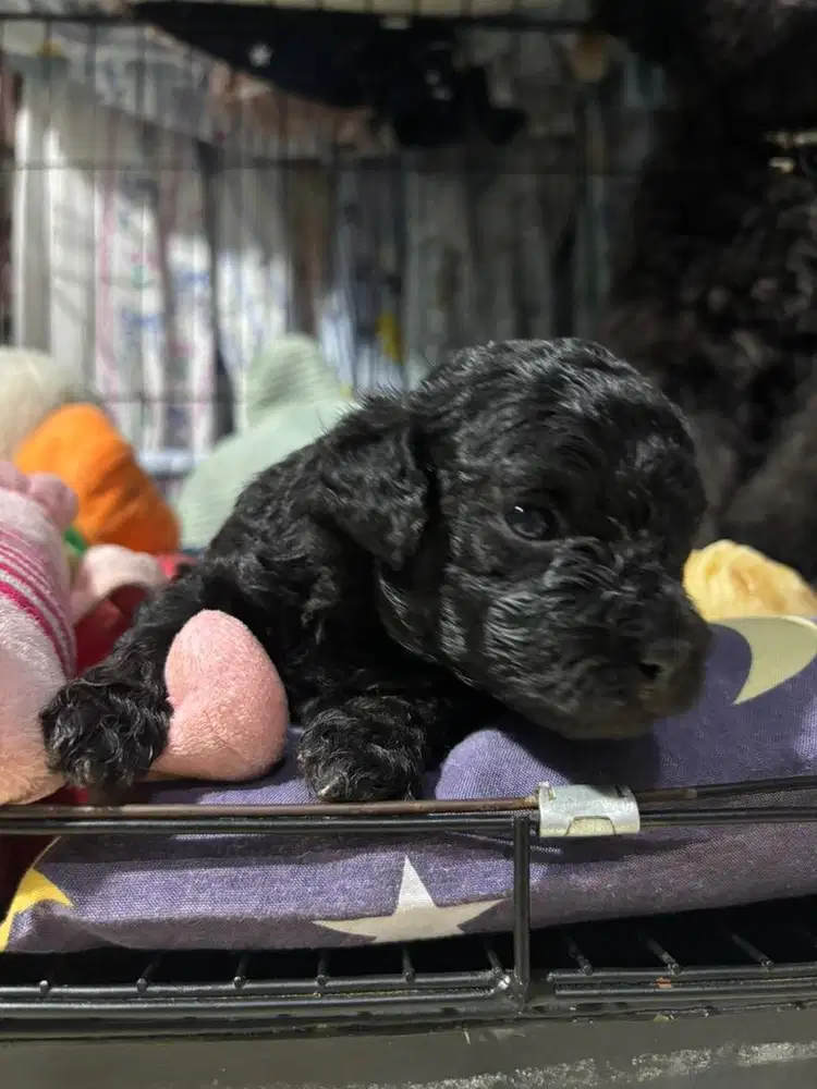 OPEN ADOPSI ANAKAN TOY POODLE