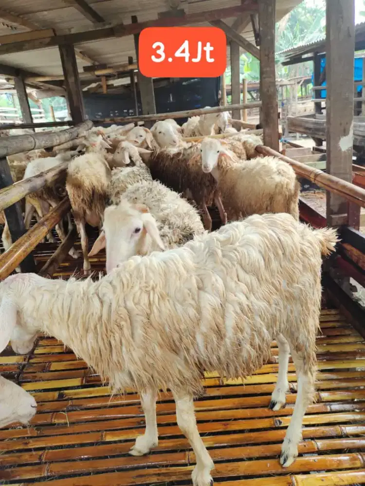 Kambing Qurban Azzahra Berkualitas dan Harga Terjangkau