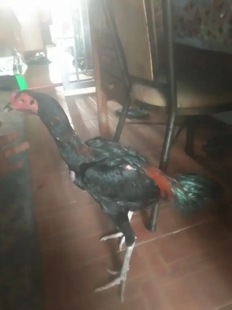 Ayam pakoy asli 7 bulan