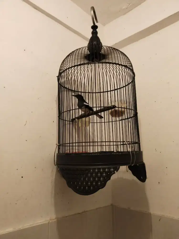 Jual kacer betini 1 produksi lancar mulus siap ternak Lg