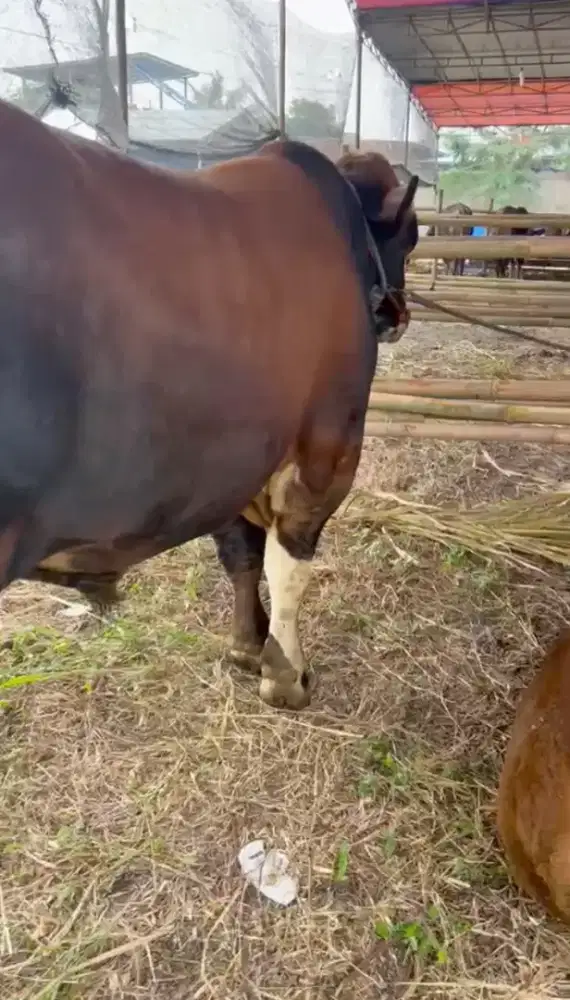 Jual Sapi Qurban Bali, Limosin dan Simental Azzahra Berkualitas