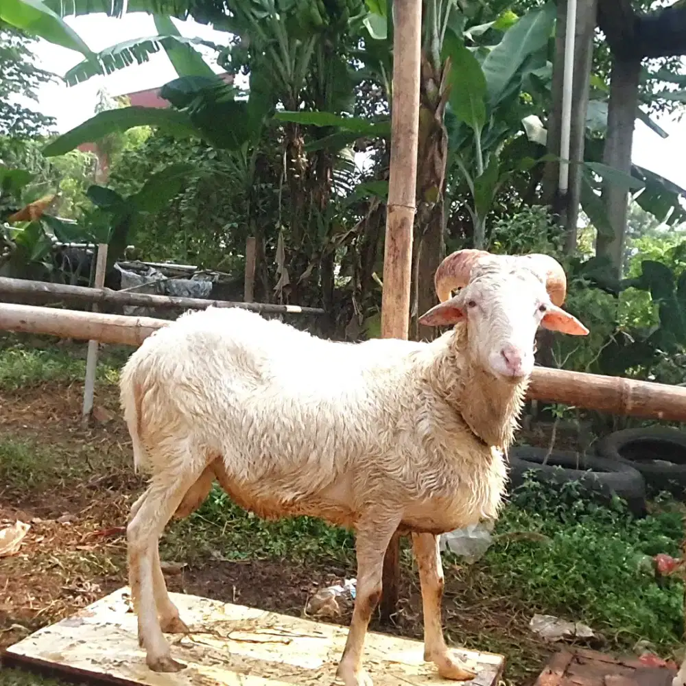 QURBAN TERMURAH HEMAT EKONOMIS