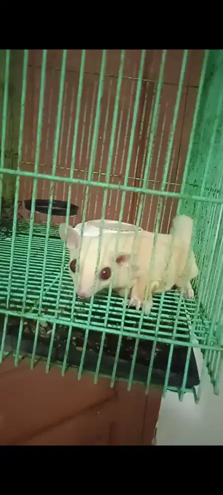 Sugar glider albino betina