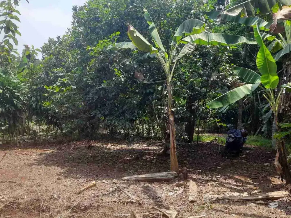 Kebun datar 2100 m2 90rb/ m2 Kalijati Subang