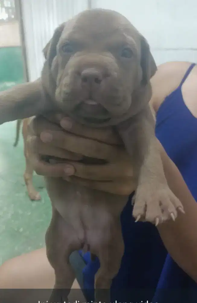 Anakan PITBUL MONSTER