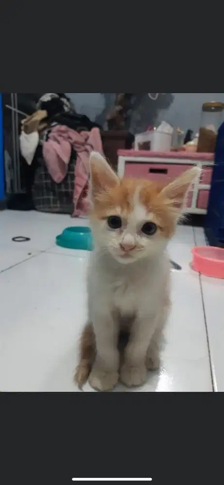 Kitten mixdome jantan