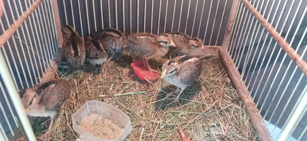 Anak ayam hutan hijau