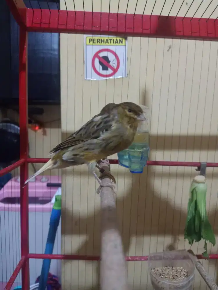 Kenari AF paud sil ( f2ys x lokal )