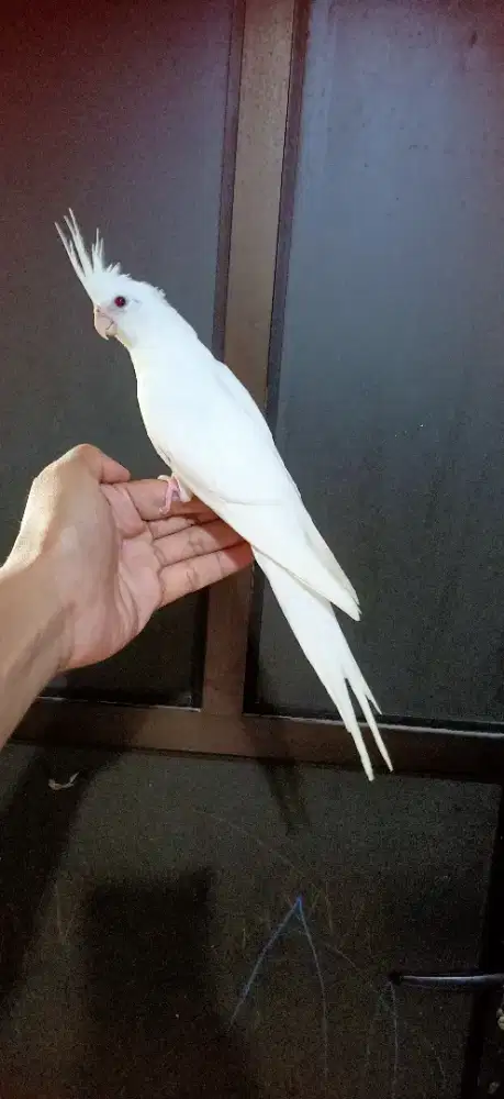 Falk Albino Mata Merah - Parkit Australia