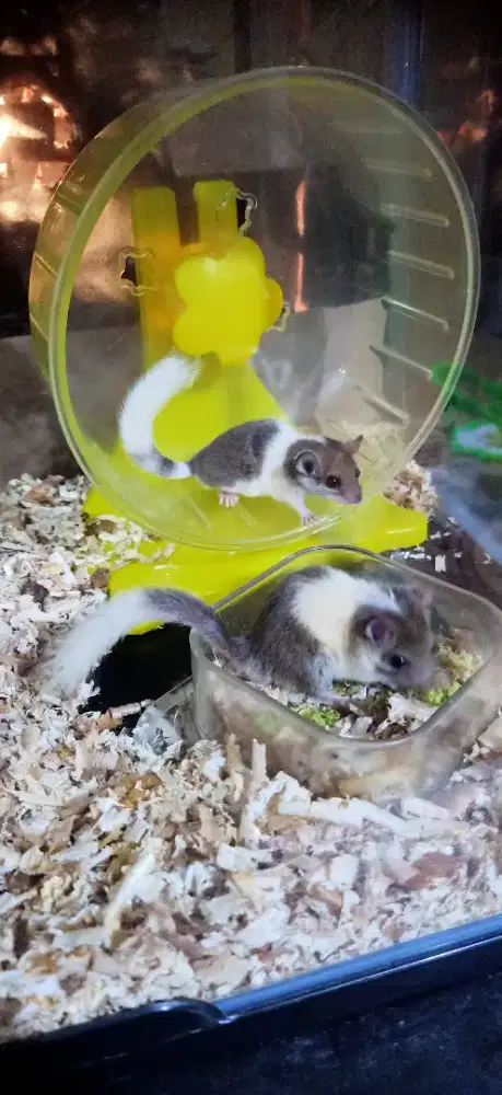 Tupai Mini Africa - Dormice mozaik