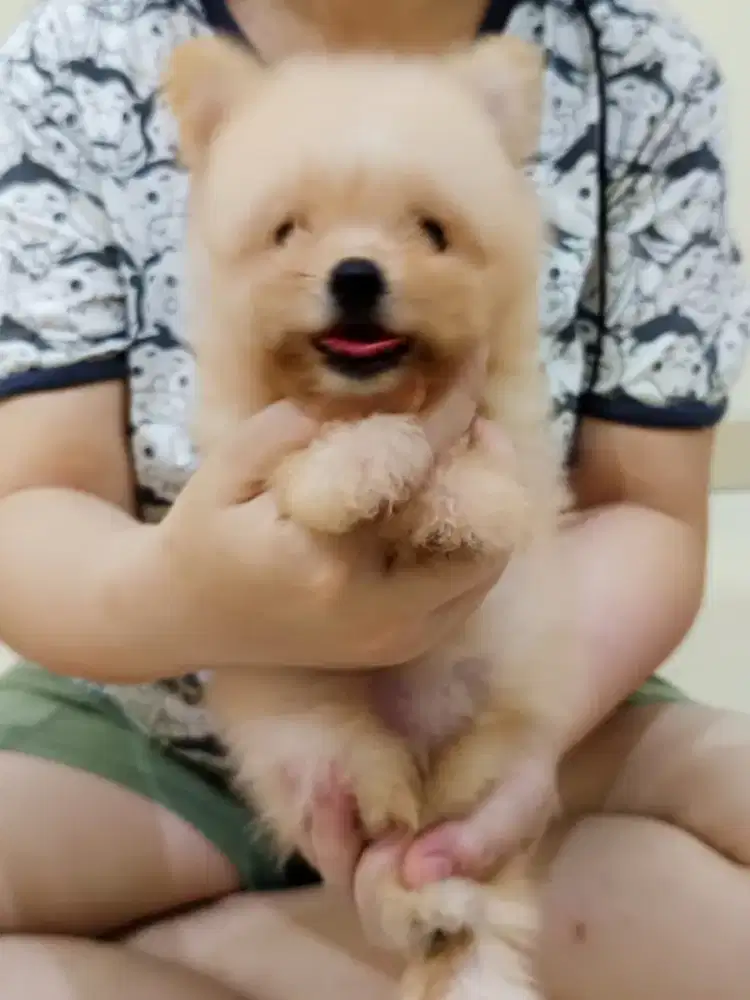 Anak anjing pom-poodel