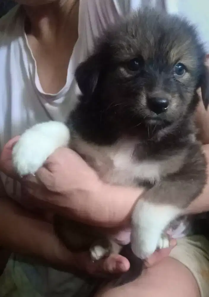 Anak anjing Pintar & lucu