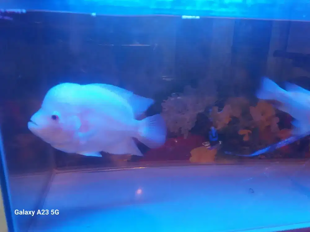 Ikan Louhan Golden Base