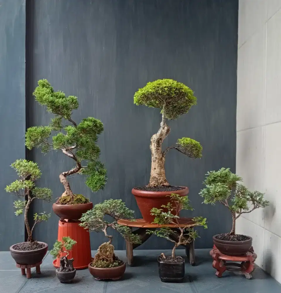 7 pot bonsai hias siap pajang
