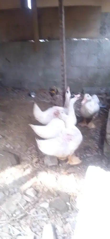 Mentok jumbo berpeci