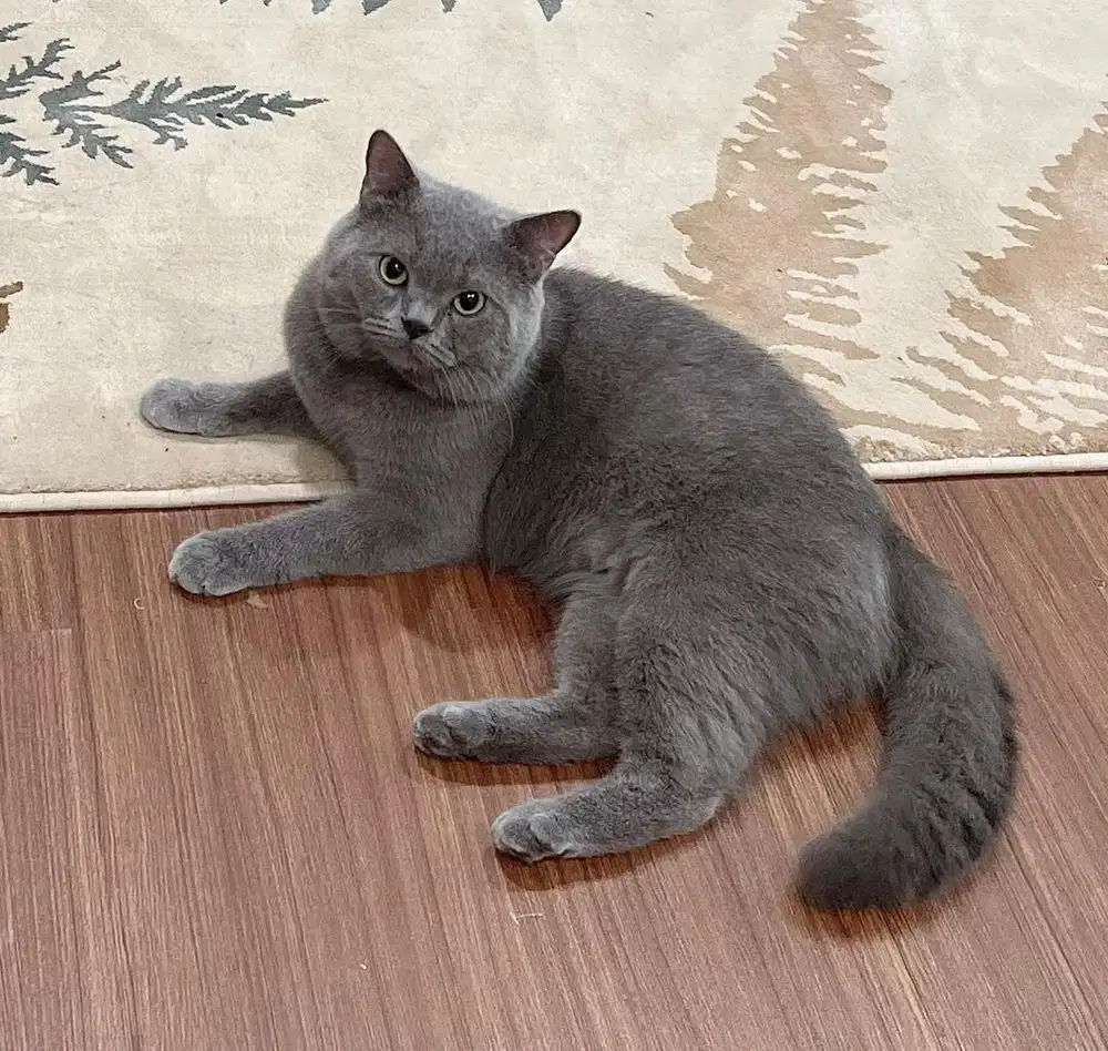 Open adopsi briths short hair