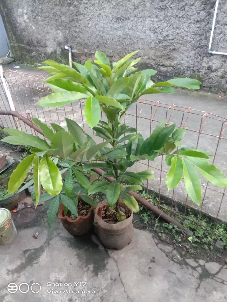 Pohon bisbul/ buah mentega