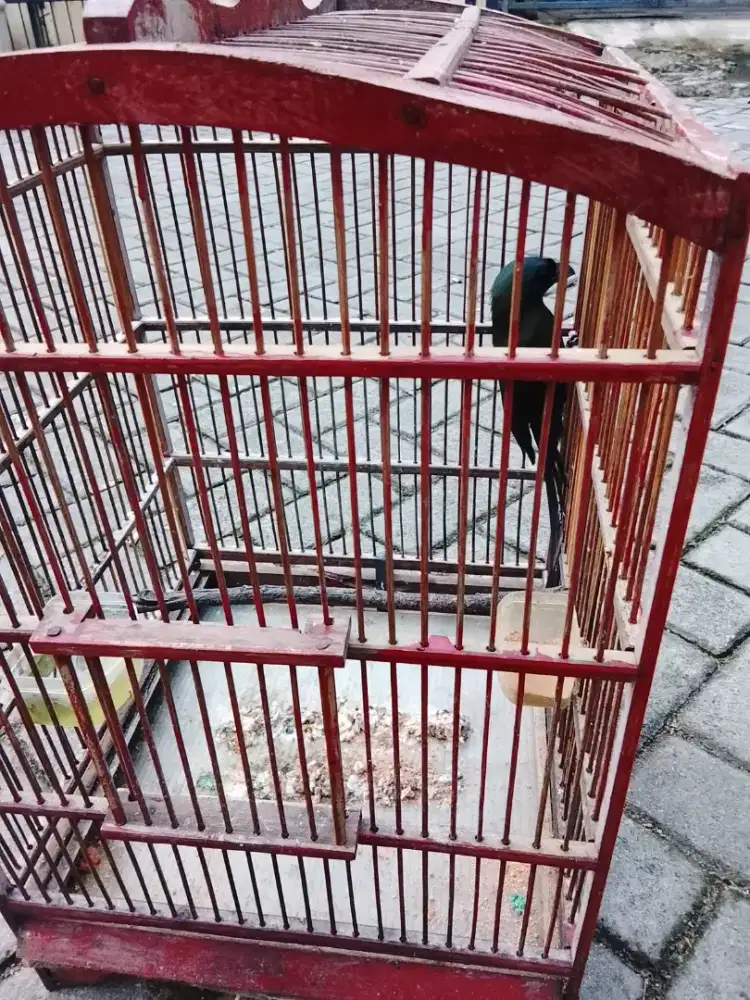 Jual burung  muray irian