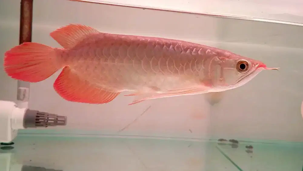 Arwana super red 27cm