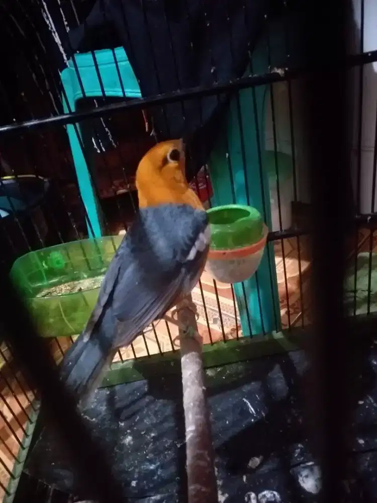 anis ring bogana mulus bulu baru