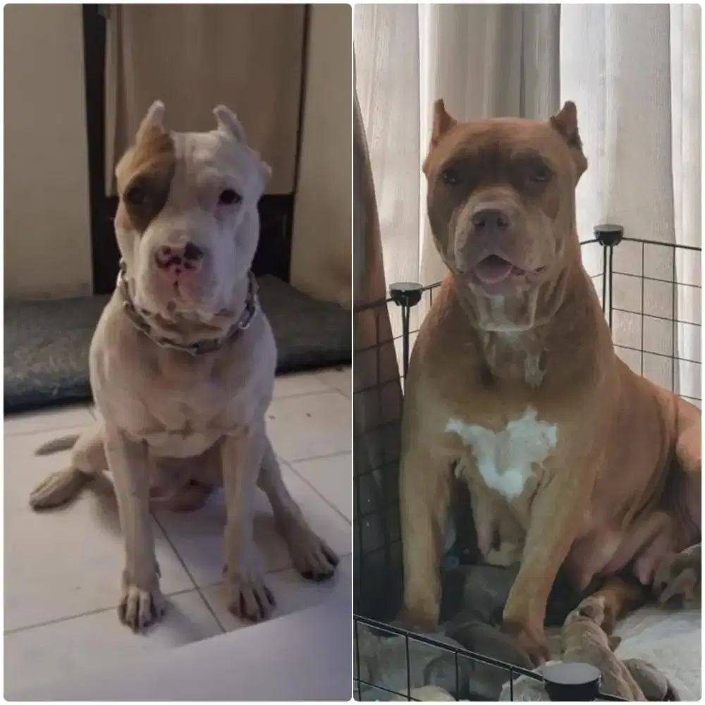 Pitbull Puppy 2 Bulan - Sehat, Aktif, Tulang Besar, Siap Adopt!