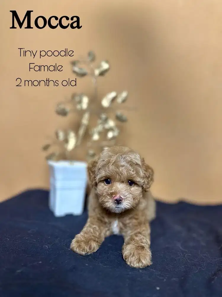 Tiny poodle betina