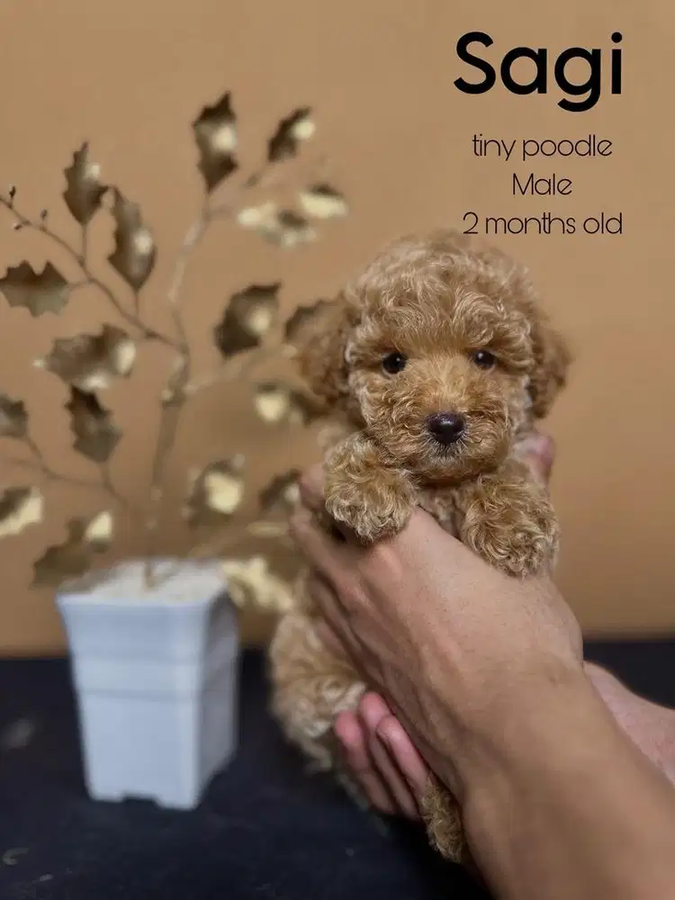 Tiny poodle jantan
